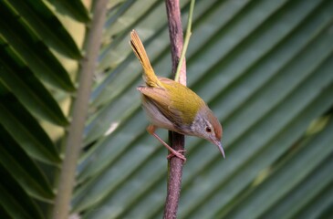 Forehead and fontanelle Eyebrows and white face, gray cheeks The upper body is dark green. White bottom body Sometimes under the neck is black, especially while singing.