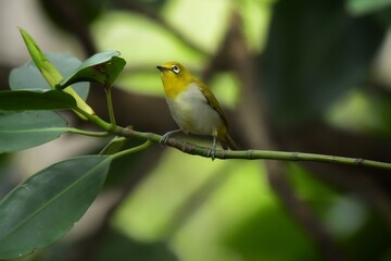 Yellow forehead The head and body are yellowish green. Yellow neck and buttocks Classified from white-eyed birds with a green back in the middle of the belly are yellow or fawn.