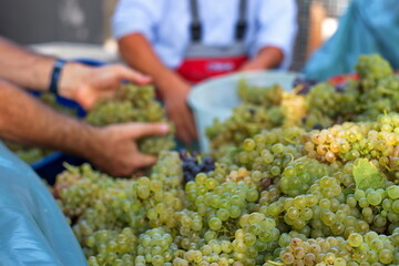 People emptying grapes in tractor trailer during wine harvest