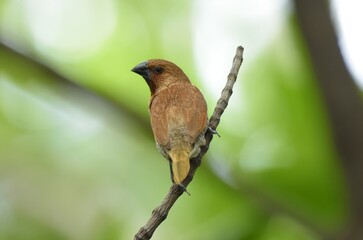 Adult color is light brown, rump, covered hair, base of tail hair and tail are brown. Usually with a yellow chest and belly covering the base of the tail. The underside is white with dark brown scales