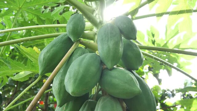 Fresh green papaya on the plant, Papaya with sunlight, Organic vegetables concept