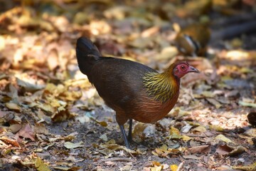 Red Junglefowl or Gallus gallus spadiceus, beautiful chicken was scratching for food on the ground...