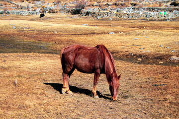 horses in the dry field