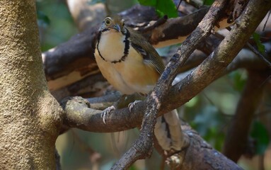 Large necklace-clawed birds tend to feed on the ground more often than small necklace-clawed birds. Its main foods include Insects and other small animals