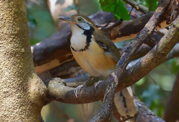 Large necklace-clawed birds tend to feed on the ground more often than small necklace-clawed birds. Its main foods include Insects and other small animals