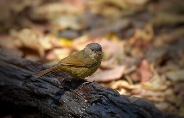Gray or greyish white eyes No white or light skin around the eyes Forehead to occipital gray The face and the head are brown. Above the eyes is a thin black eyebrows. The body is yellowish brown.