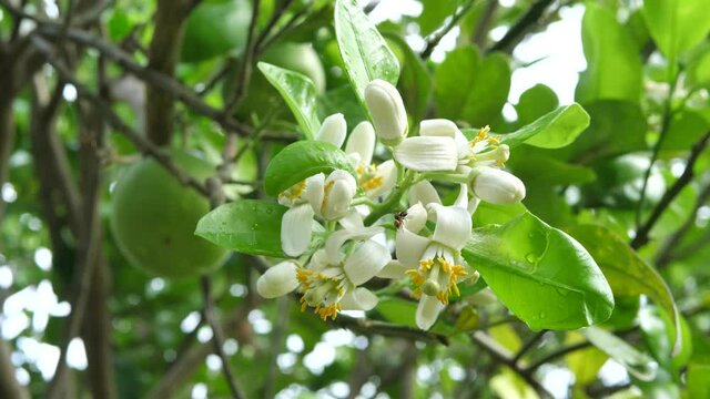 omelo flower were blooming and piled with insects, citrus blooming branch,Organic vegetables and fruits