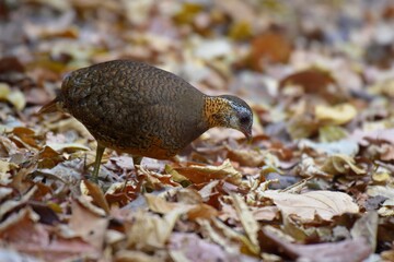 Eyebrows, cheeks and neck are white, with small, black spots spreading all over the white ground. Next to the head and neck, brownish orange color. The upper body is brown with black stripes.