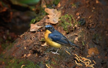 Head and upper body blue The chin and neck are concave reddish-brown in color with the chest and flanks. Some of them may be orange, reddish brown on the neck and chest, like a bird catcher bug,