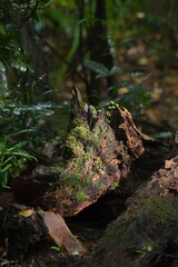 Bright green moss grows atop a tree stump in front of a green forest.