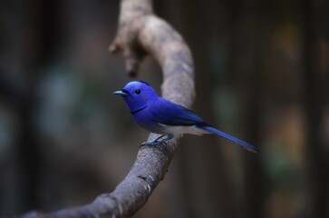 Dark blue wide mouth The occiput has a short crest, set to be a ridge. The top is black, the head...