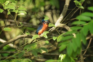 Like an ordinary kingfisher But darker And the hair is not covered with reddish-brown ears, head, hind wings and dark blue tail. Mid back, dark blue Reddish-brown belly Shin and red foot