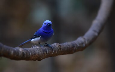 Dark blue wide mouth The occiput has a short crest, set to be a ridge. The top is black, the head...