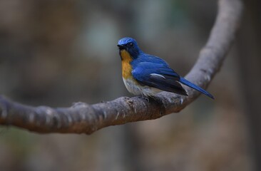 Head and upper body blue The chin and neck are concave reddish-brown in color with the chest and flanks. Some of them may be orange, reddish brown on the neck and chest, like a bird catcher bug,