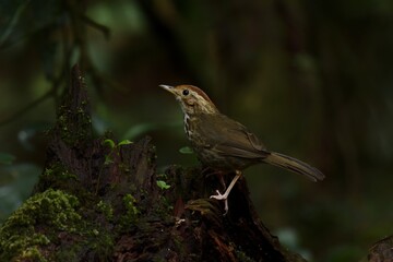 Forehead to occiput, dark red brown White or brown eyebrows, face body. The underside is white with large stripes, greenish brown. Body above, greenish