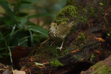 Forehead to occiput, dark red brown White or brown eyebrows, face body. The underside is white with large stripes, greenish brown. Body above, greenish