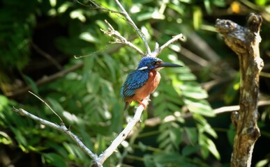 Like an ordinary kingfisher But darker And the hair is not covered with reddish-brown ears, head, hind wings and dark blue tail. Mid back, dark blue Reddish-brown belly Shin and red foot