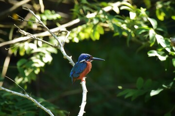 Like an ordinary kingfisher But darker And the hair is not covered with reddish-brown ears, head, hind wings and dark blue tail. Mid back, dark blue Reddish-brown belly Shin and red foot
