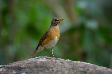The upper lip is black, the lower lip is orange, and the gray head is black. The eyes are black, the eyebrows and the area under the eyes are clear.