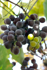 The beauty and taste of autumn ripe grapes.