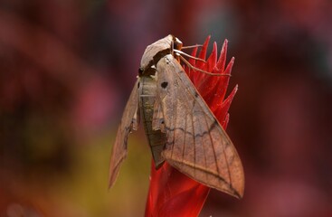 The top of the wings is pale grayish-yellow in pale form and reddish-brown in dark form. Both have...