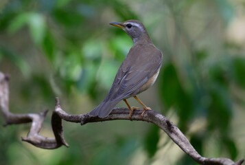 The upper lip is black, the lower lip is orange, and the gray head is black. The eyes are black, the eyebrows and the area under the eyes are clear.