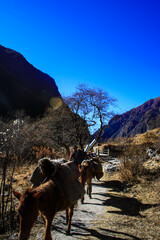 Beautiful view of Kyanjin Gompa village. 