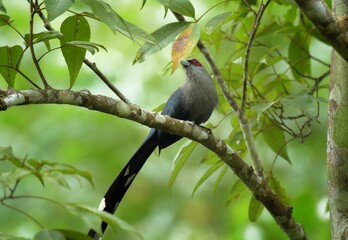 Turquoise, reddish skin, white hair surrounding, light gray head, greenish brown wings and back The body below is gray with a small black mark. The tail is very long and the tail is white