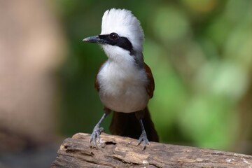 Insects eat birds Like to live in bamboo forests or dense forests In large crowds Often shouted and sounded like a brawl, with a white head and crest moving up and down When making a cry or startling,