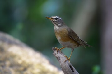 The upper lip is black, the lower lip is orange, and the gray head is black. The eyes are black, the eyebrows and the area under the eyes are clear.
