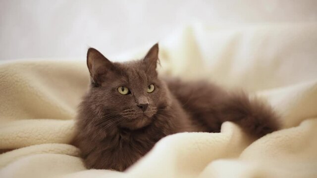 Beautiful gray fluffy cat sleeping on the couch. Selective focus.