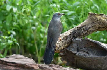 Is a bird that is 22 cm long, not big and not small The mouth is sharp, slightly curved, black, gray, leather around the eyes, gray, head, neck, upper chest, gray fur, back hair, dark gray wings,