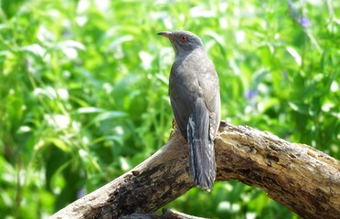 Is a bird that is 22 cm long, not big and not small The mouth is sharp, slightly curved, black, gray, leather around the eyes, gray, head, neck, upper chest, gray fur, back hair, dark gray wings,