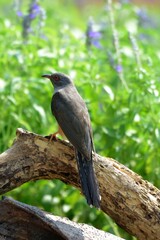Is a bird that is 22 cm long, not big and not small The mouth is sharp, slightly curved, black, gray, leather around the eyes, gray, head, neck, upper chest, gray fur, back hair, dark gray wings,
