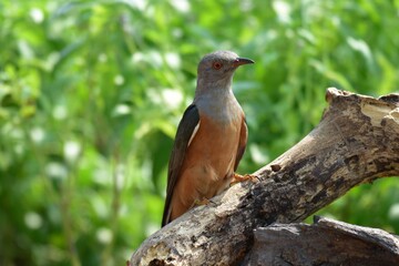 Is a bird that is 22 cm long, not big and not small The mouth is sharp, slightly curved, black, gray, leather around the eyes, gray, head, neck, upper chest, gray fur, back hair, dark gray wings,