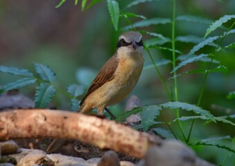 Slender body, covered with reddish brown body. Dark brown wings under the chin Brownish-white breasts The tail is dark brown and darker than the body.