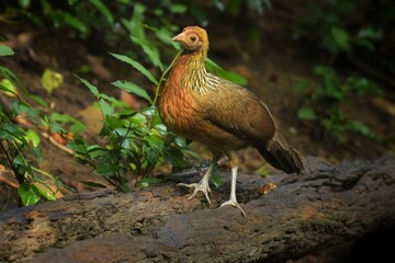 Red Junglefowl or Gallus gallus spadiceus, beautiful chicken was scratching for food on the ground in forest, Phetchaburi-Thailand.