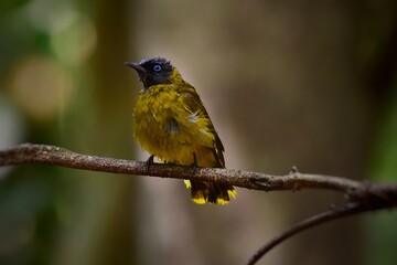 Its head and neck are glossy black, with no crest, blue eyes, upper body and yellowish green chest. The lower body and the rump are bright yellow, the wings are yellow, the wing tips are black, 