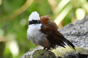 Lower mouth, with the mouth shorter than the head At the corners of the mouth are short, stiff hairs, occiput gray, back, shoulders, rumpish red.