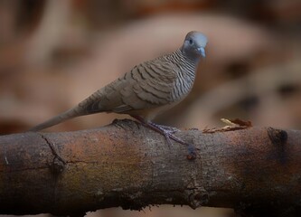 The body is covered with brown hair and gray head. Or the color of the head is blue The sides of the neck are black stripes interspersed with white stripes across the stripes.