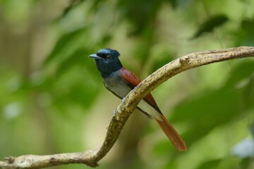 Hairy back The wings and tail are red-brown. The female bird is red with a short tail.