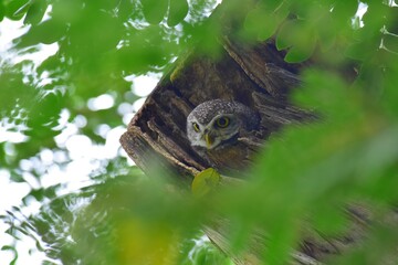 Obraz premium Yellow eyes, wide eyebrows and a white face, dark gray face, dark head and body on top of dark gray With white spots spreading The chest and flanks are dark gray and white stripes, white belly