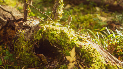 moss on the tree
