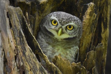Yellow eyes, wide eyebrows and a white face, dark gray face, dark head and body on top of dark gray With white spots spreading The chest and flanks are dark gray and white stripes, white belly