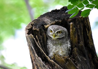 Yellow eyes, wide eyebrows and a white face, dark gray face, dark head and body on top of dark gray With white spots spreading The chest and flanks are dark gray and white stripes, white belly