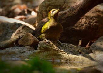 Most woodpeckers are tricky by tapping the wood to listen to the sound. That inside the larvae, which are their insects,