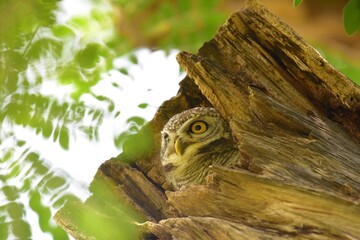 Yellow eyes, wide eyebrows and a white face, dark gray face, dark head and body on top of dark gray With white spots spreading The chest and flanks are dark gray and white stripes, white belly