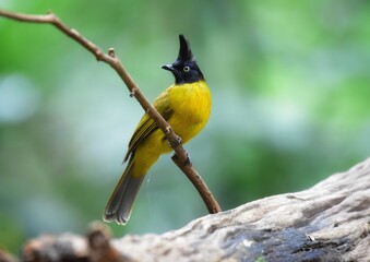The black head has long crest, white eyes, hair on the body is brownish white. The lower body is yellow. Yellow-tipped, black-tipped tail, johnsoni subspecies with red necks.