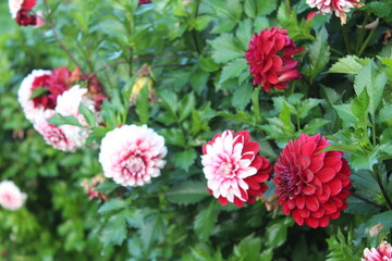 The Dahlia bushes
