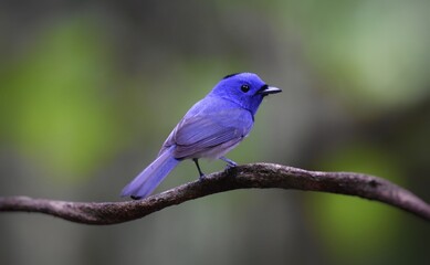 Dark blue wide mouth The occiput has a short crest, set to be a ridge. The top is black, the head...